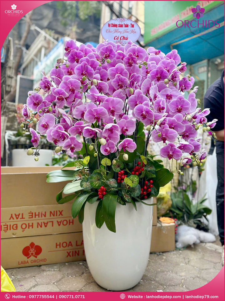 Chậu hoa lan hồ điệp hồng 20 cành H246