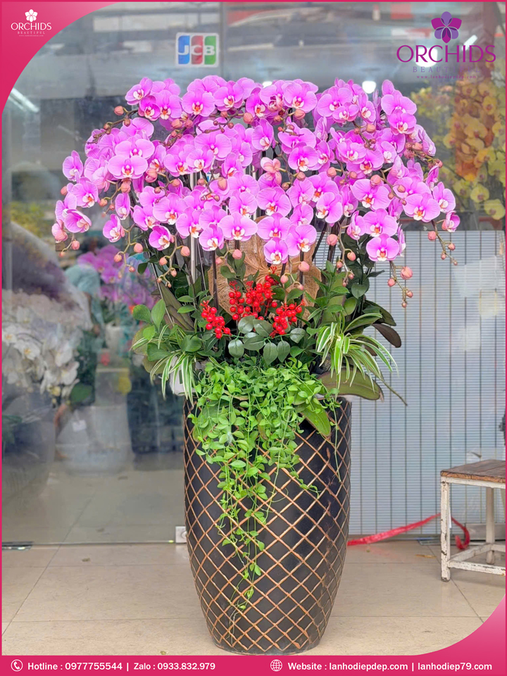Chậu hoa lan hồ điệp hồng 20 cành H298