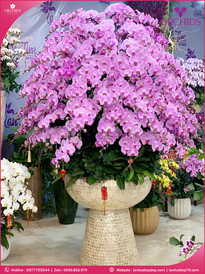 Chậu hoa lan hồ điệp hồng 200 cành H304