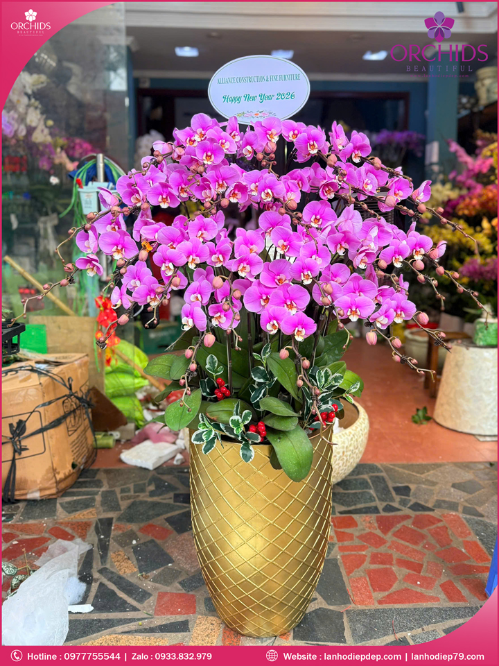 Chậu hoa lan hồ điệp hồng 25 cành H299