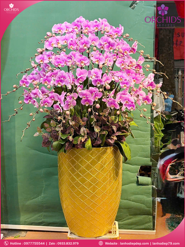 Chậu hoa lan hồ điệp hồng 30 cành H301