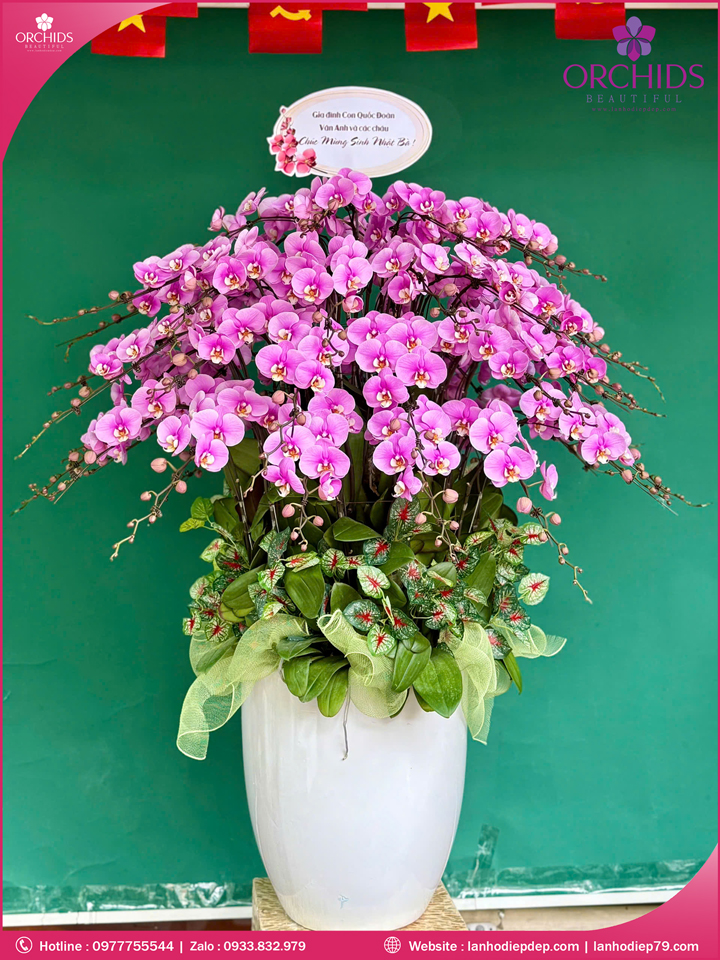 Chau-hoa-lan-ho-diep-hong-50-canh-h272