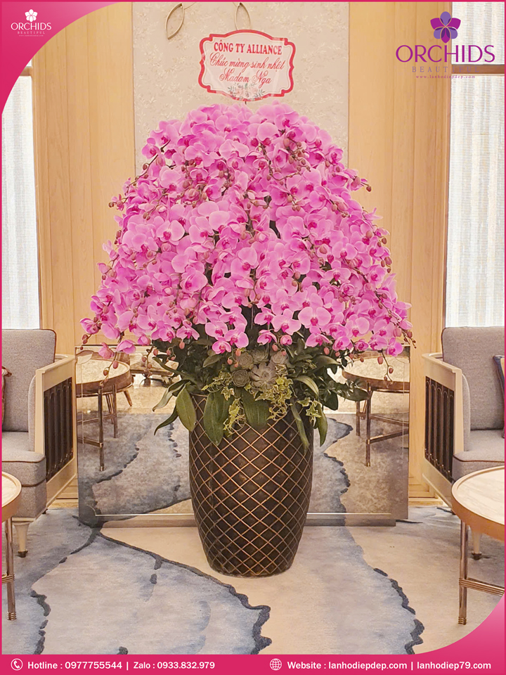 Chau-hoa-lan-ho-diep-hong-50-canh-h273