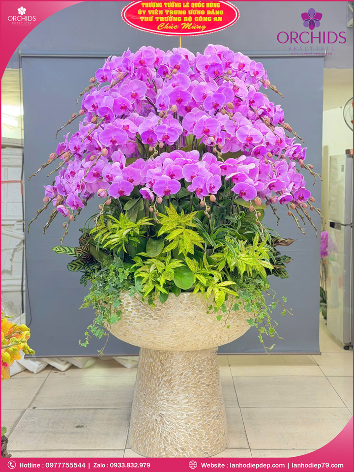 Chậu hoa lan hồ điệp hồng 55 cành H302