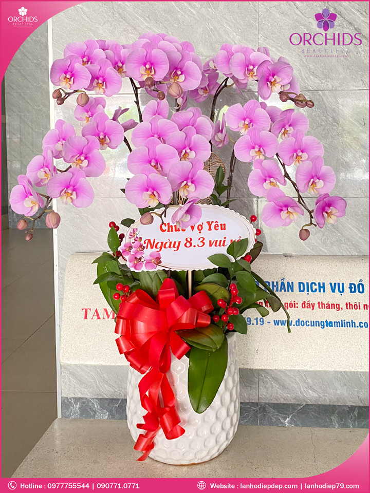 Chậu hoa lan hồ điệp hồng 6 cành H169