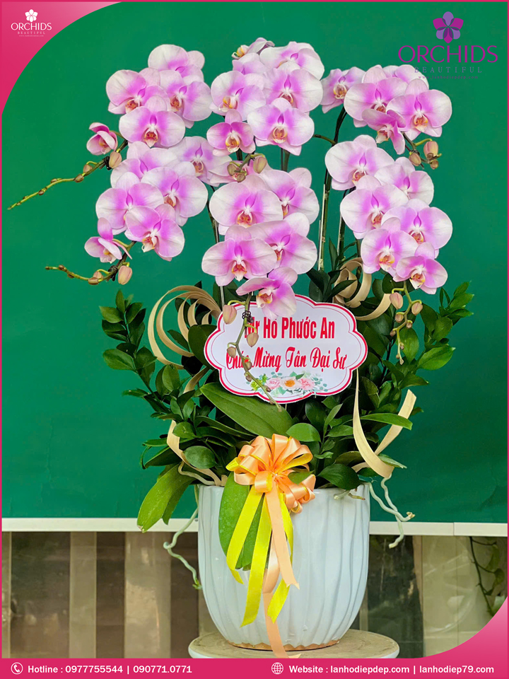 Chậu hoa lan hồ điệp hồng 6 cành H205