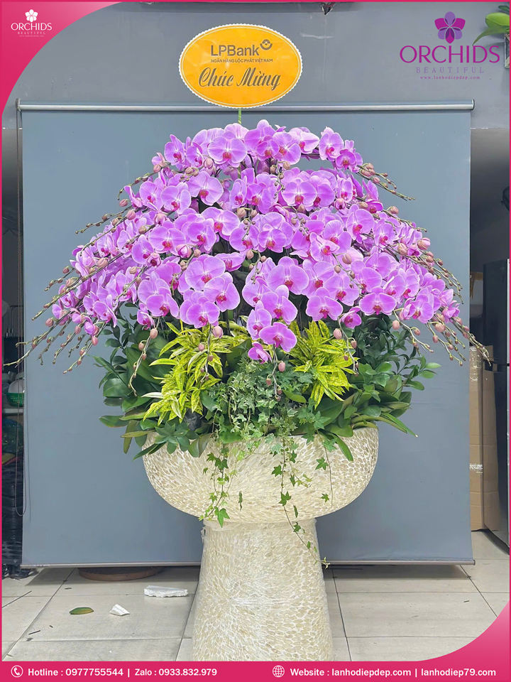 Chậu hoa lan hồ điệp hồng 65 cành H285