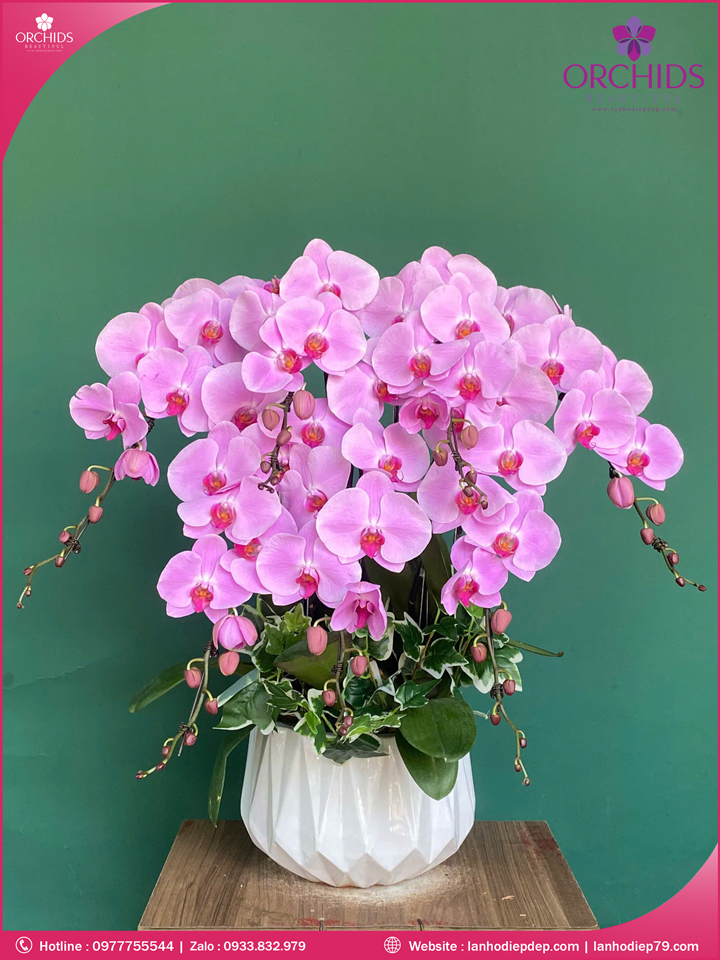 Chau-hoa-lan-ho-diep-hong-7-canh-h260