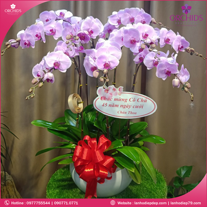 Chậu hoa lan hồ điệp hồng 9 cành H49