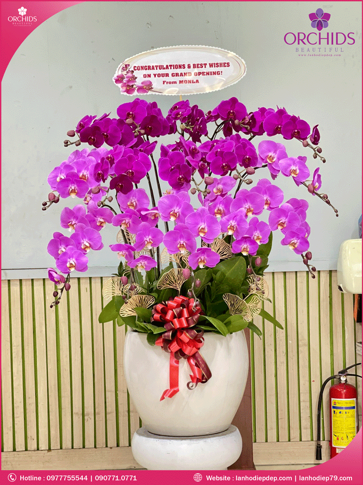 Chậu hoa lan hồ điệp tím hồng 15 cành THB46