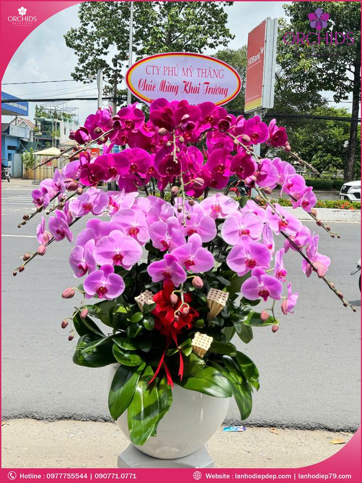 Chậu hoa lan hồ điệp tím hồng 15 cành THB60
