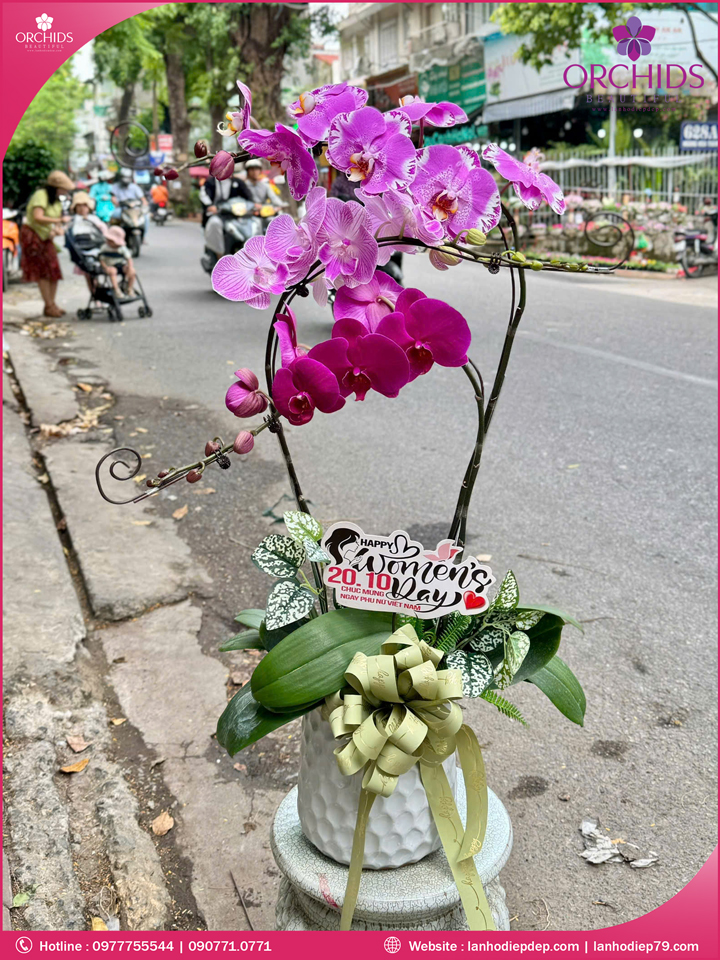 Chậu hoa lan hồ điệp tím hồng 3 cành THB61