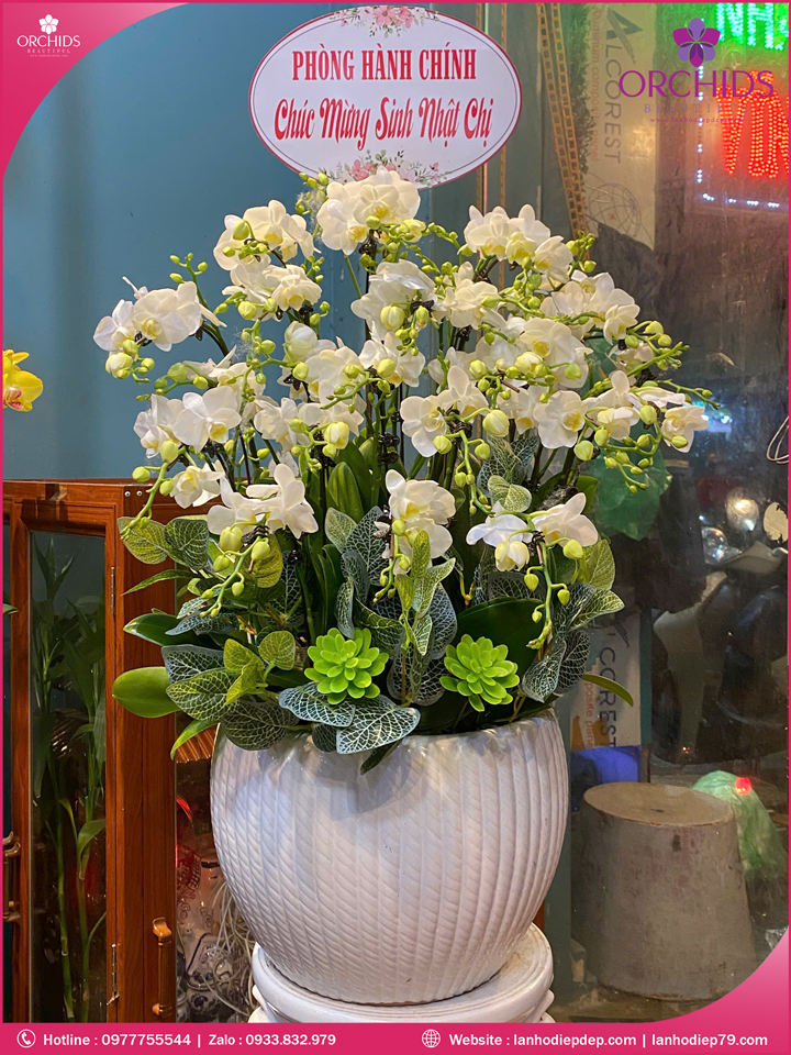 Chau-hoa-lan-ho-điep-mini-10-canh-m89