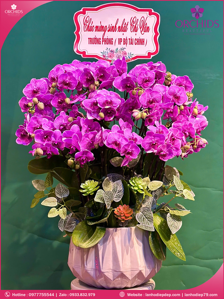 Chau-hoa-lan-ho-điep-mini-10-canh-m90