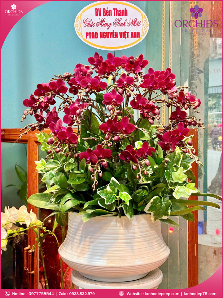 Chậu hoa lan hồ điệp mini 10 cành M95