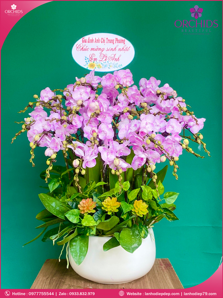 Chau-hoa-lan-ho-điep-mini-12-canh-m91