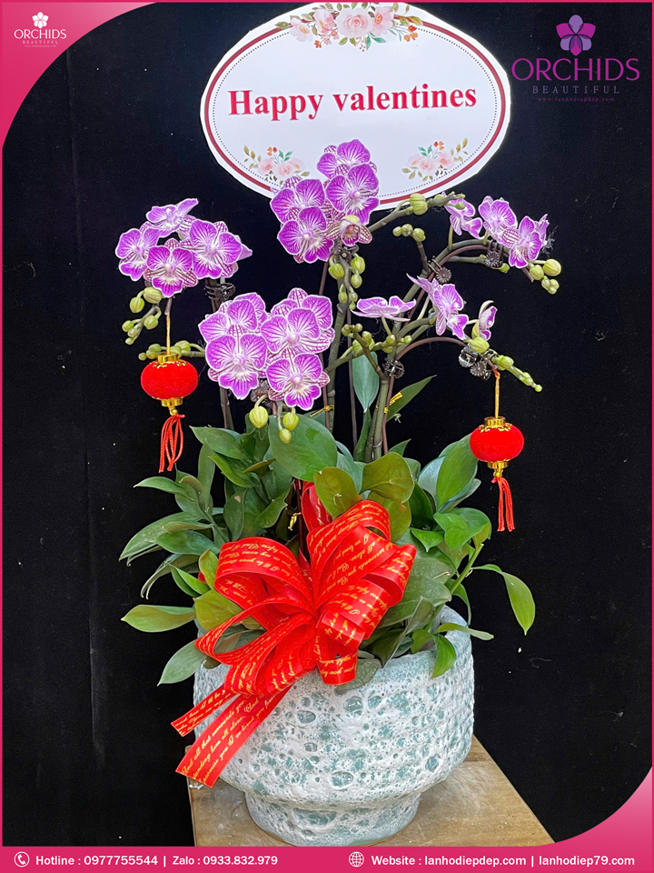Chậu hoa lan hồ điệp mini 5 cành M61
