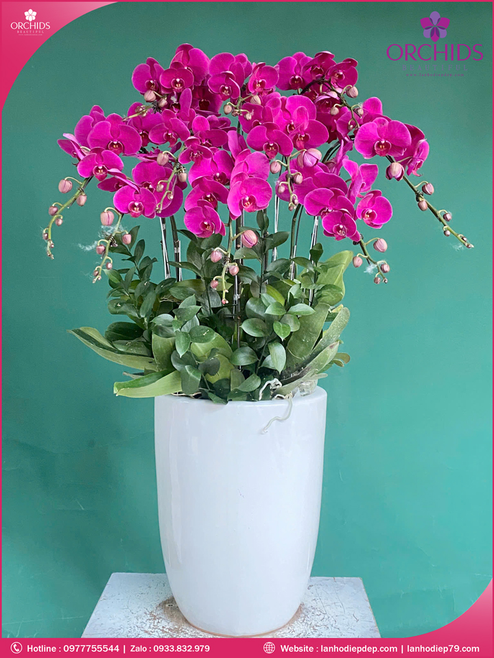 Chau-hoa-lan-ho-diep-tim-10-canh-t191