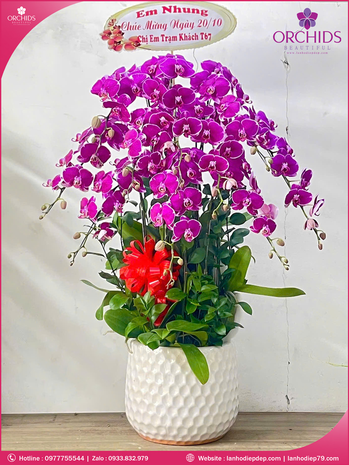 Chau-hoa-lan-ho-diep-tim-10-canh-t192