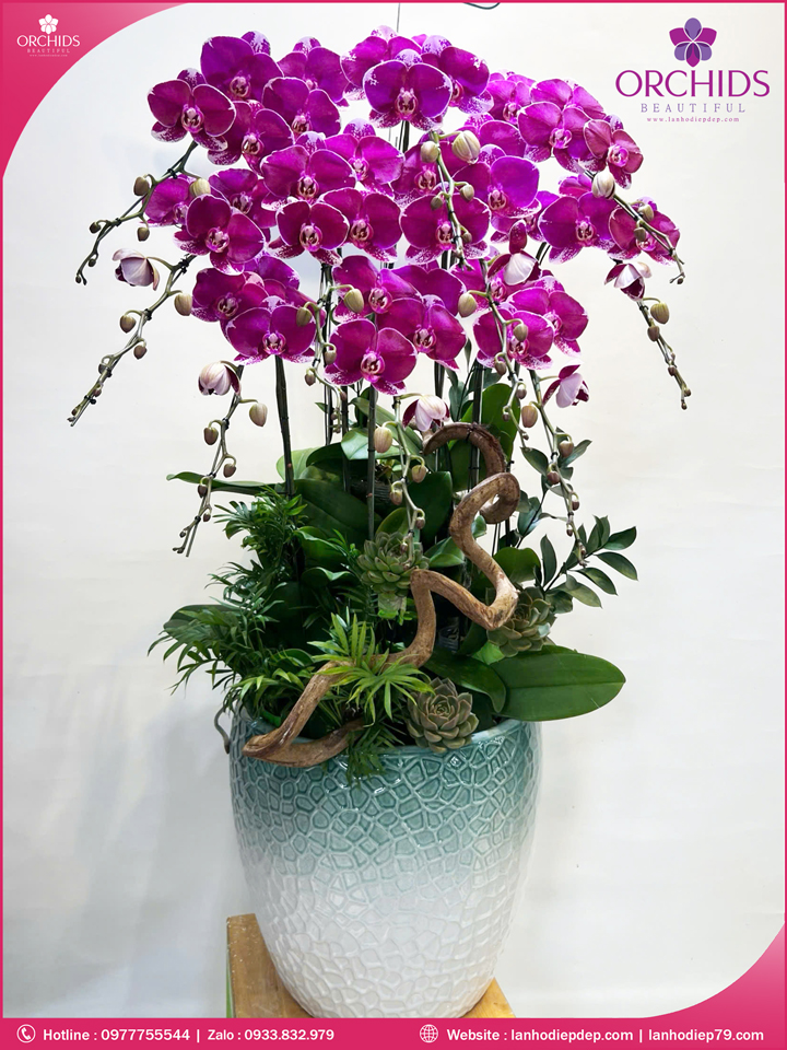 Chau-hoa-lan-ho-diep-tim-10-canh-t193