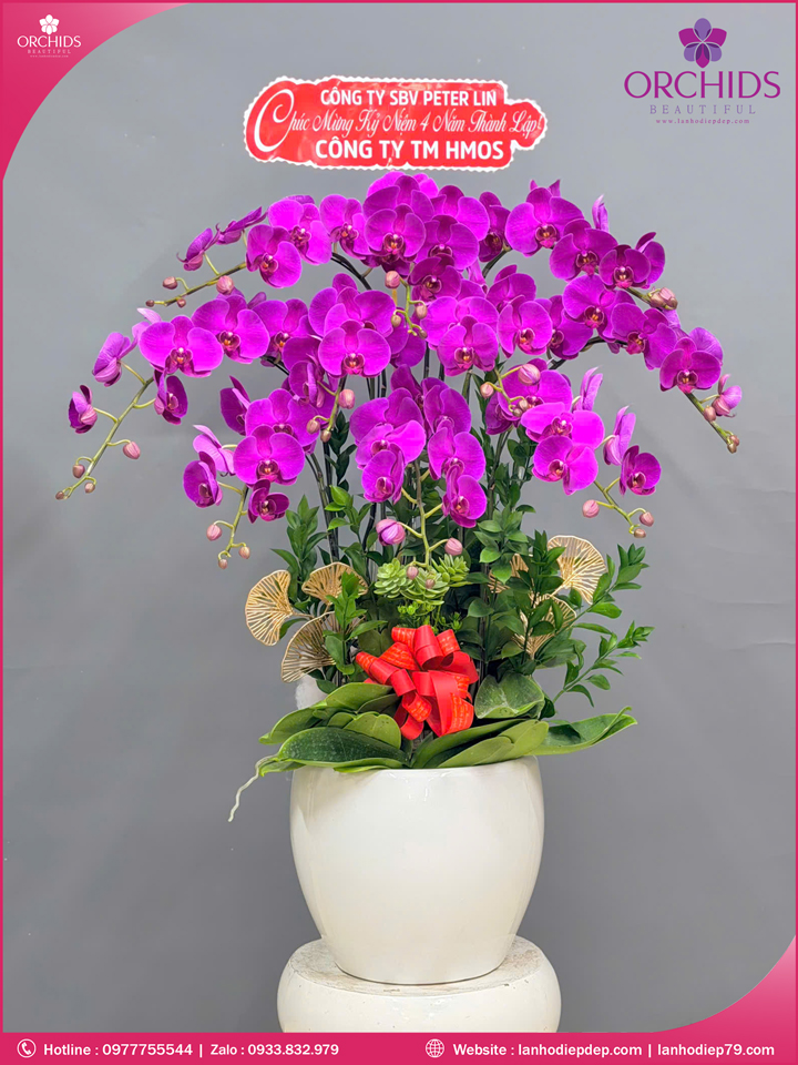 Chau-hoa-lan-ho-điep-tim-10-canh-t222