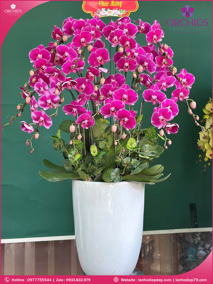 Chau-hoa-lan-ho-diep-tim-15-canh-t194