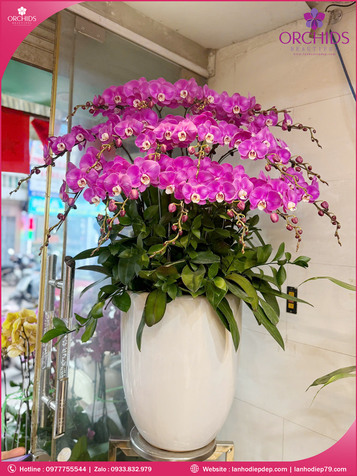 Chau-hoa-lan-ho-điep-tim-18-canh-t228