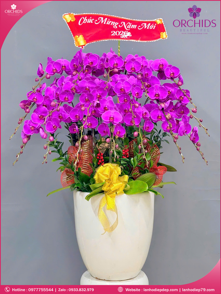 Chau-hoa-lan-ho-điep-tim-18-canh-t229