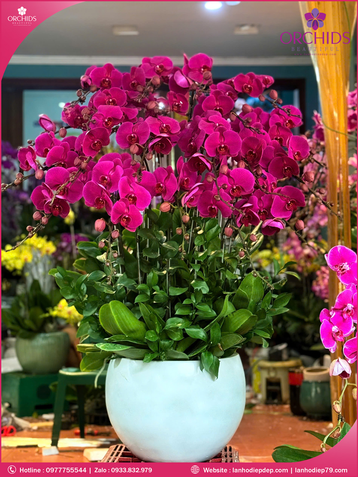 Chau-hoa-lan-ho-diep-tim-20-canh-t200