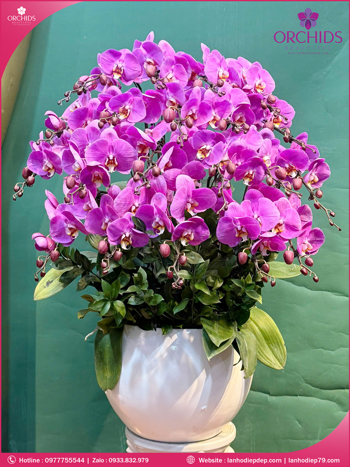 Chậu hoa lan hồ điệp tím 20 cành T214