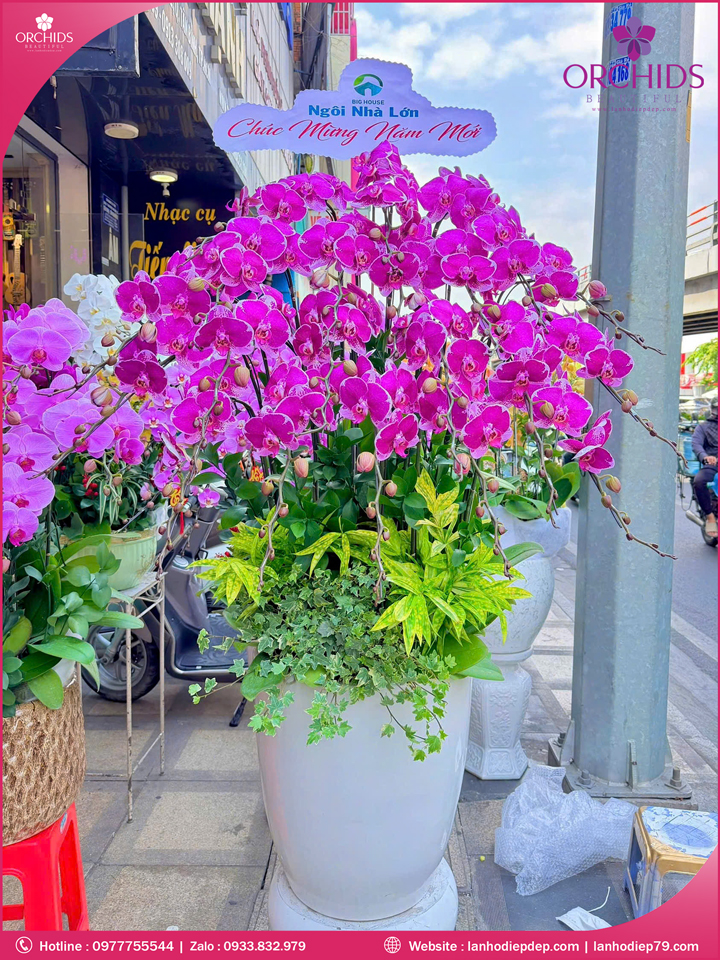 Chau-hoa-lan-ho-điep-tim-20-canh-t231