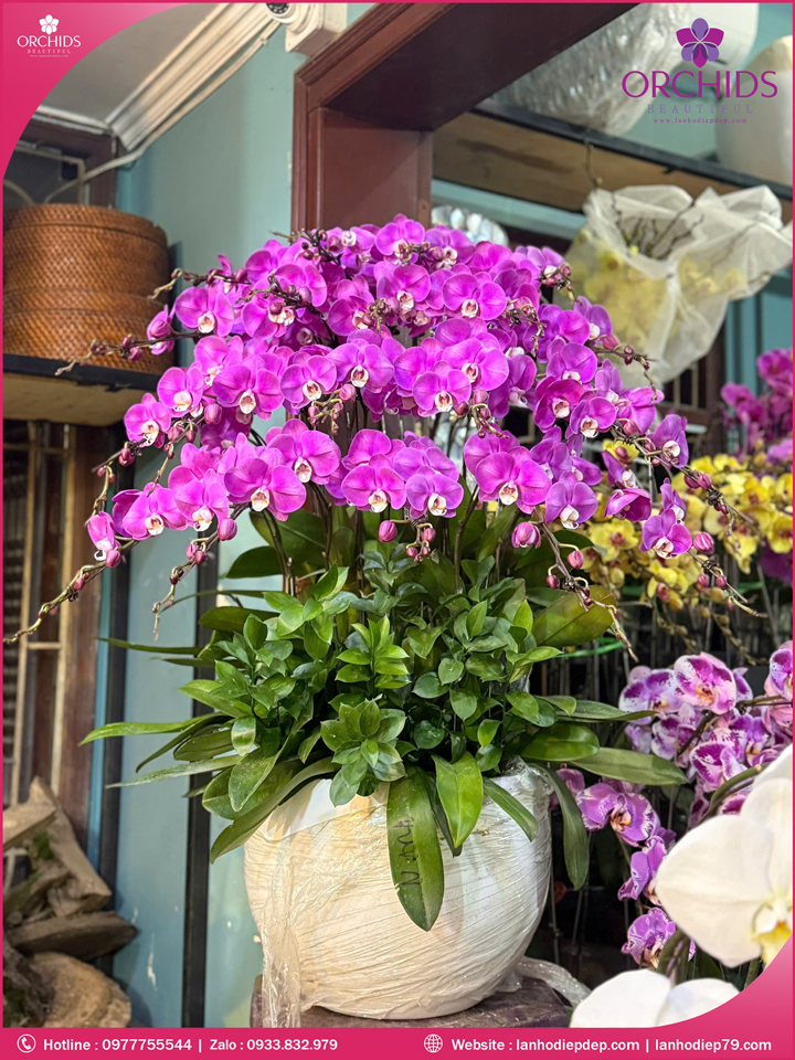 Chau-hoa-lan-ho-điep-tim-20-canh-t232