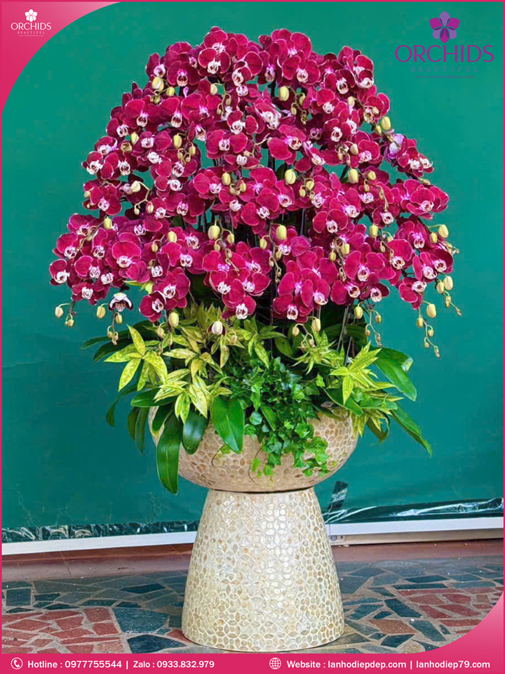 Chau-hoa-lan-ho-diep-tim-30-canh-t204