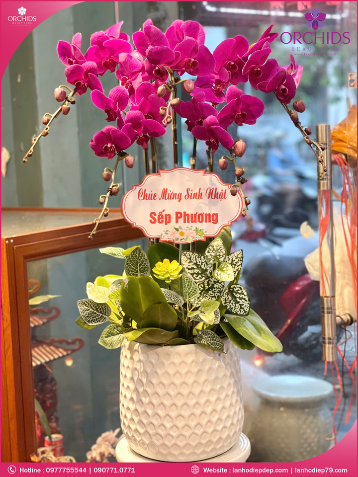 Chậu hoa lan hồ điệp tím 5 cành T130