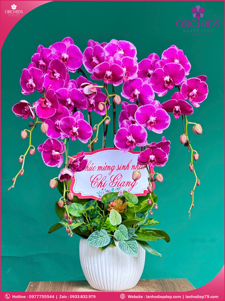 Chau-hoa-lan-ho-diep-tim-5-canh-t177