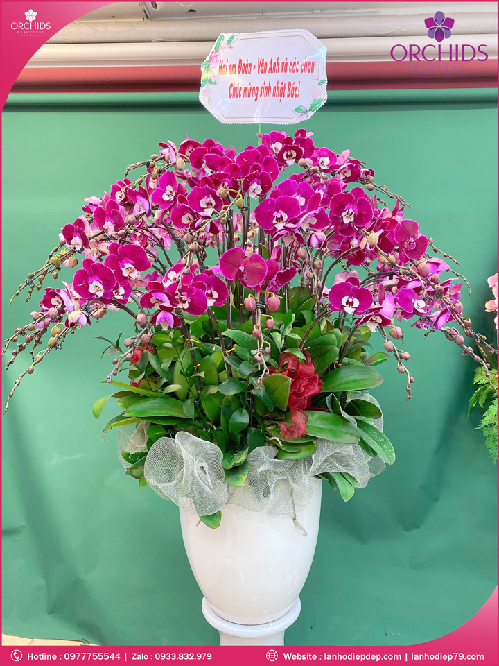 Chau-hoa-lan-ho-điep-tim-50-canh-t235