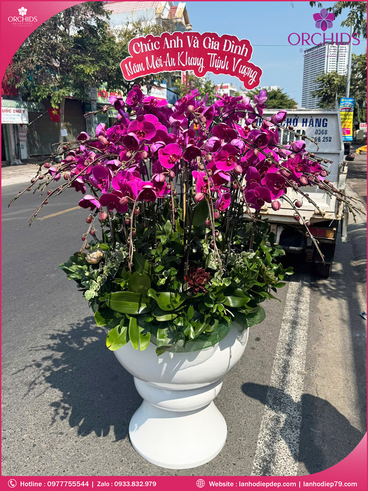 Chau-hoa-lan-ho-điep-tim-50-canh-t237