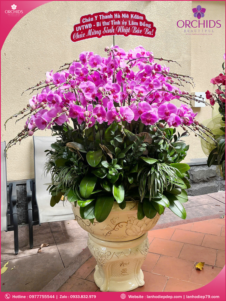 Chậu hoa lan hồ điệp tím 60 cành T220