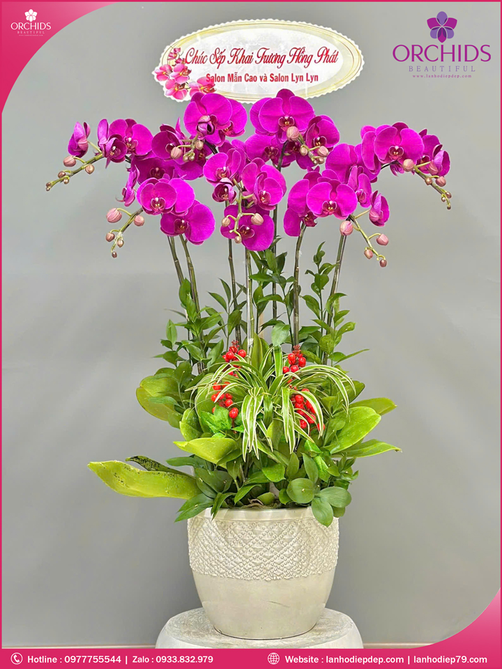 Chau-hoa-lan-ho-diep-tim-7-canh-t182