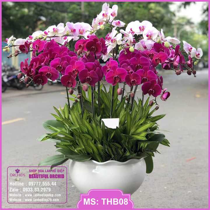 Chậu hoa lan hồ điệp tím hồng 15 cành THB08