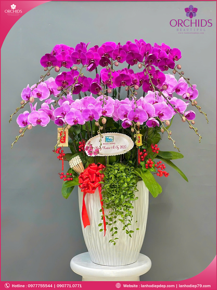 Chậu hoa lan hồ điệp tím hồng 18 cành THB72