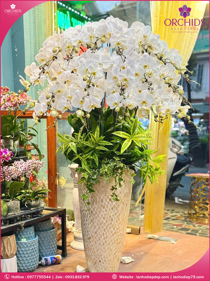 Chậu hoa lan hồ điệp trắng 25 cành TR342