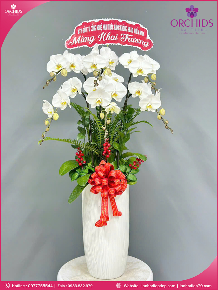 Chậu hoa lan hồ điệp trắng 6 cành TR389
