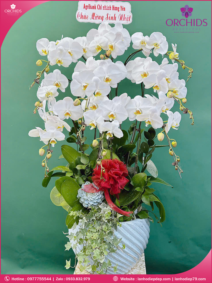 Chậu hoa lan hồ điệp trắng 9 cành TR382