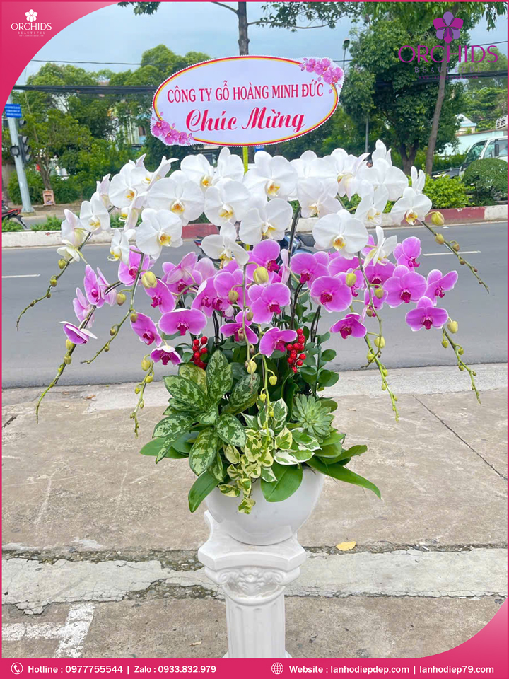 chau-hoa-lan-ho-diep-trang-hong-10-canh-th66