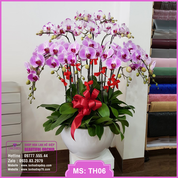 Hoa sinh nhật  Giỏ hoa lan mix màu tặng sinh nhật đẹp LHD703