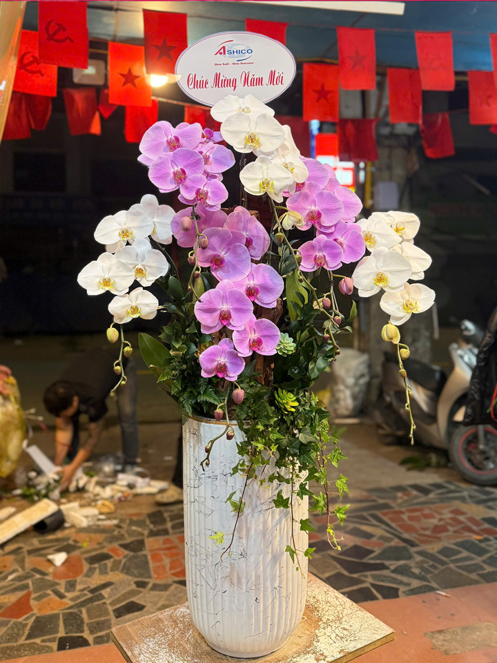 Chậu hoa lan hồ điệp trắng hồng 6 cành TH70