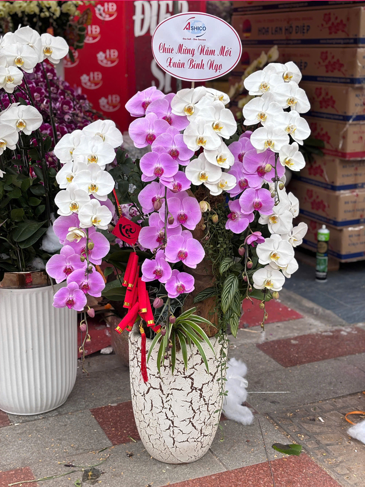Chậu hoa lan hồ điệp trắng hồng 8 cành TH71