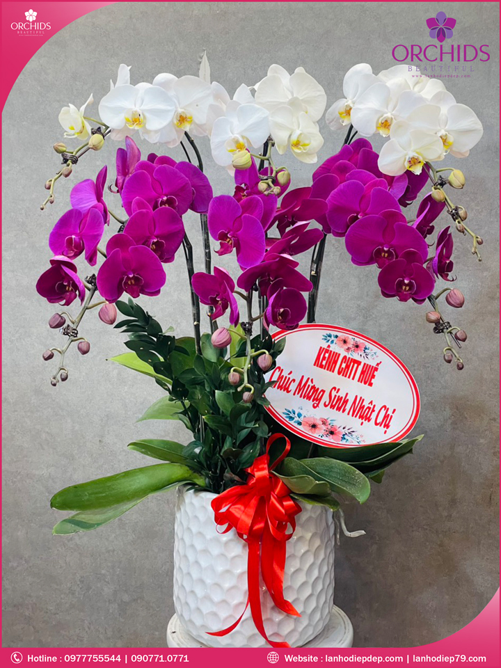 Chậu hoa lan hồ điệp trắng tím 6 cành TT148