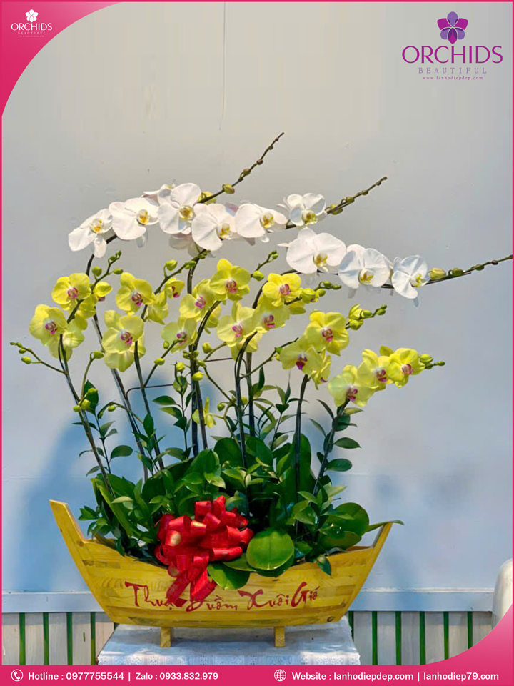 chau-hoa-lan-ho-diep-trang-vang-10-canh-tv47